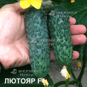 Лютояр F1 - огірок, 500 насіння, Yuksel Seed (Юксел Сід) Туреччина фото, цiна